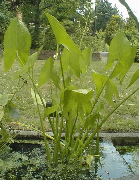 Photo of Sagittaria latifolia