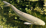 asian carp