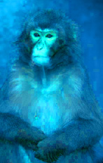 blue