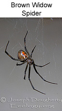 black widow