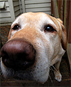 bud