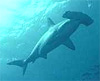 hammerhead shark