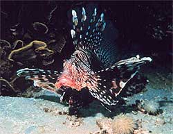 lionfish