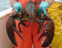 lobster