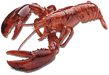 lobster