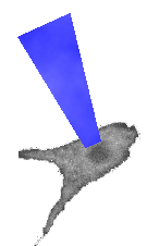 blue