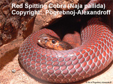 snake