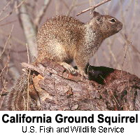 squirrel