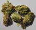 hops_flowers_