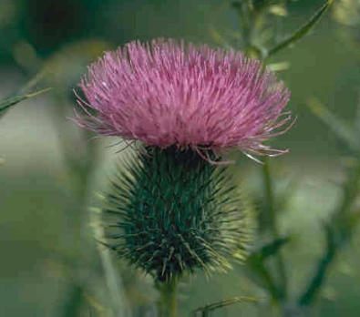 thistle <http://environment.about.com/newsissues/environment/library/weekly/blnphoto3.htm>