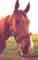 I'm a nosy ol' mare