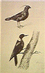 [Birds]