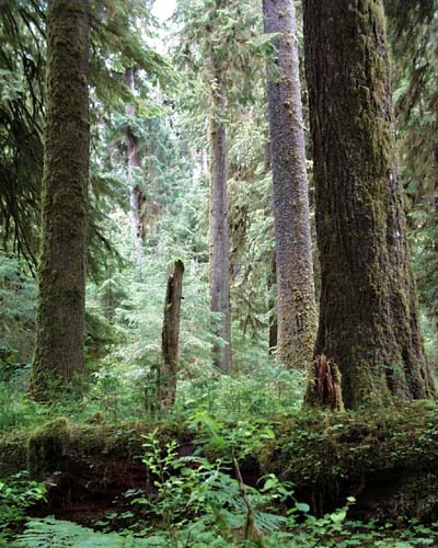 Hoh Rain Forest