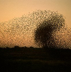 swarm.jpg