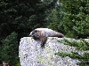 Marmot is just maxing!