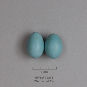 Turdus migratorius egg set info