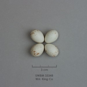 Empidonax difficilis egg set info