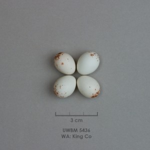Empidonax difficilis egg set info