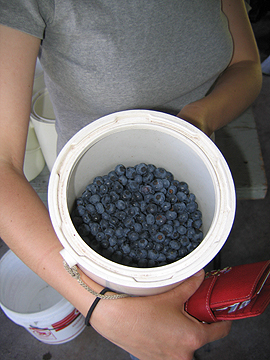 a nice bucket of berries