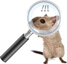 pic of mouse under magnifying glass