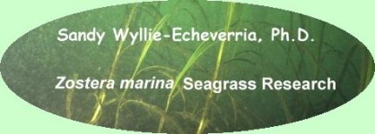 Sandy Wyllie-Echeverria Zostera marina research website header