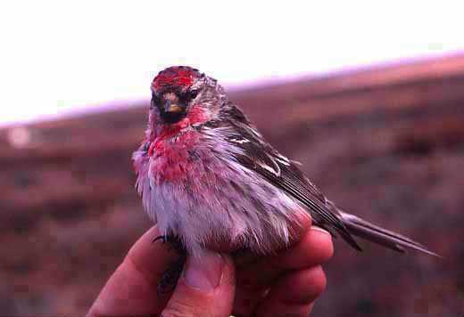 Redpoll at Toolik