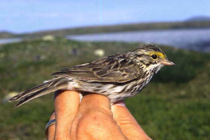 Savannah Sparrow