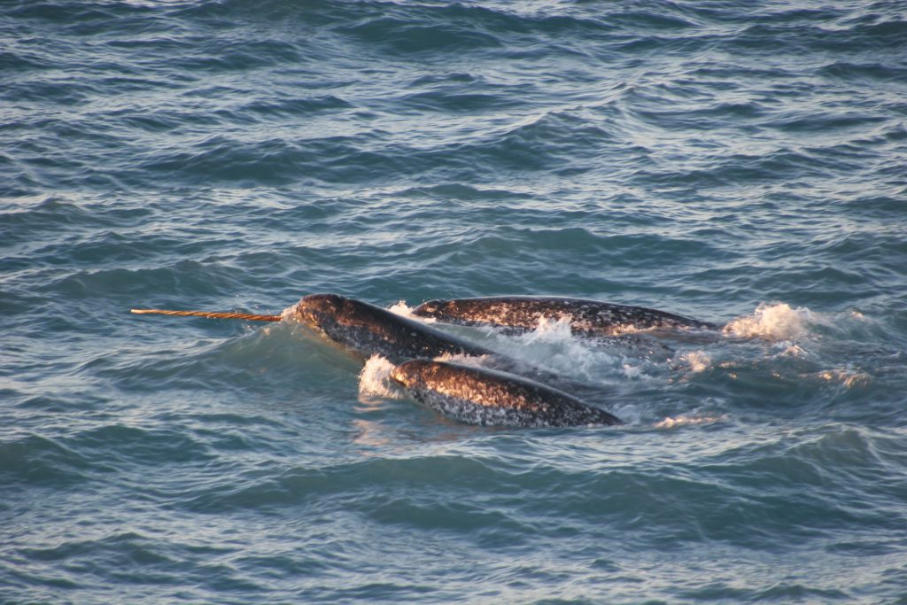 Narwhal behavior and ecology – Kristin Laidre