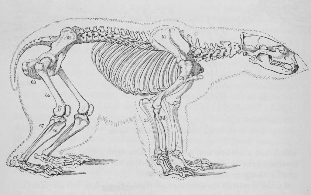 Скелет медведя рисунок