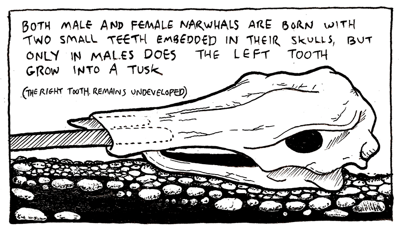 The Narwhal's Left Tooth: March 2018