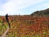 Fiery meadows at Cloudy Pass.