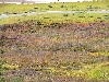 The full range of colors in the meadows near Upper Lyman.