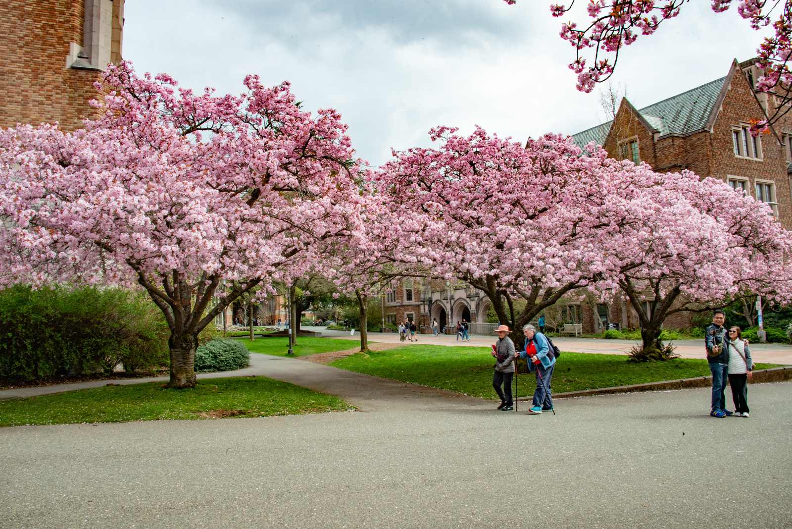UW cherry blossoms