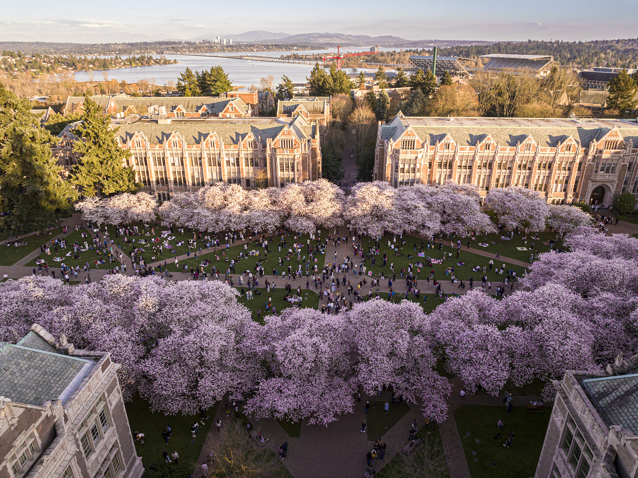 UW cherry blossoms