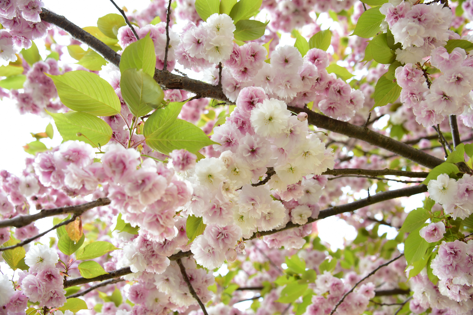 cherry blossoms at UW