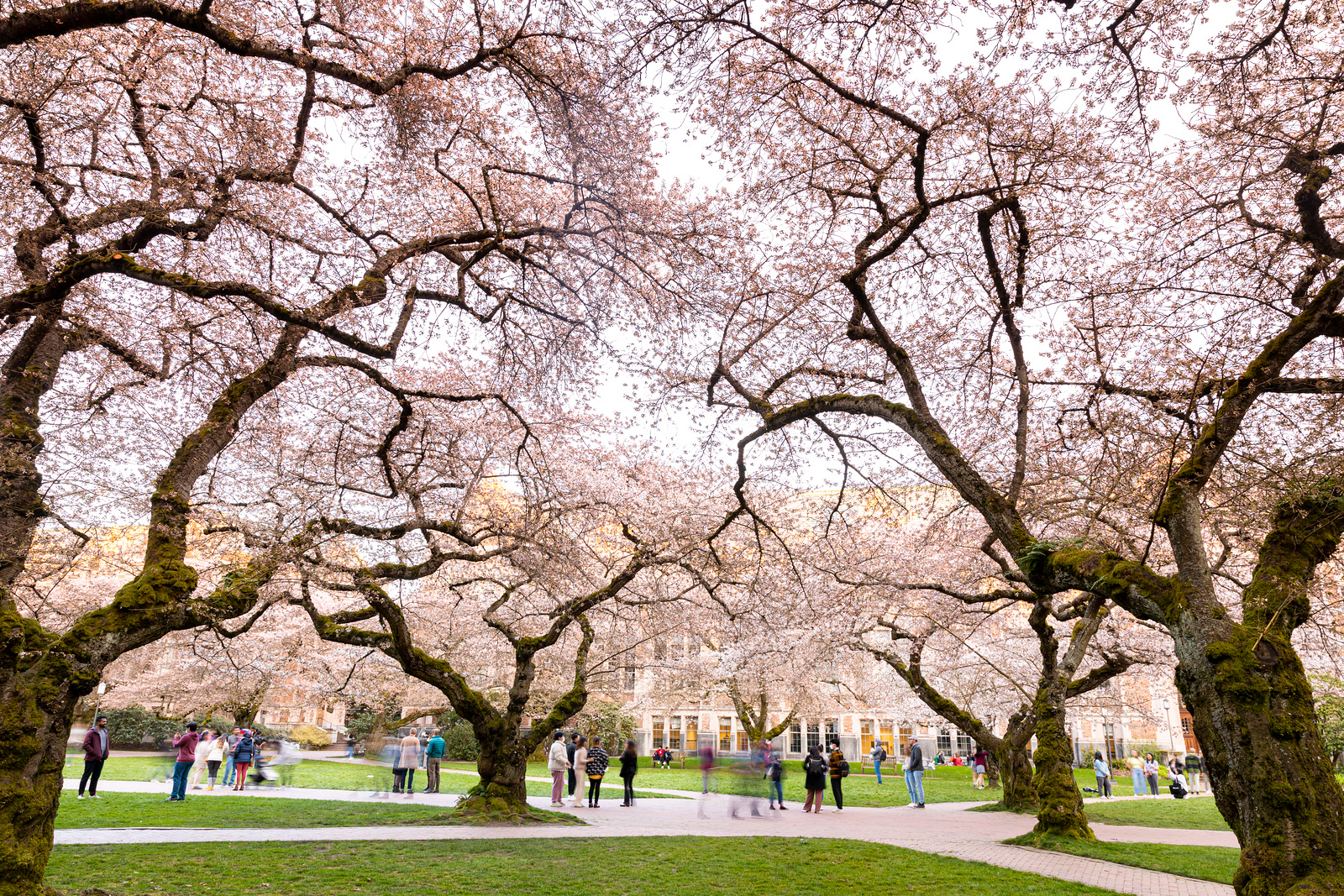 UW cherry blossoms