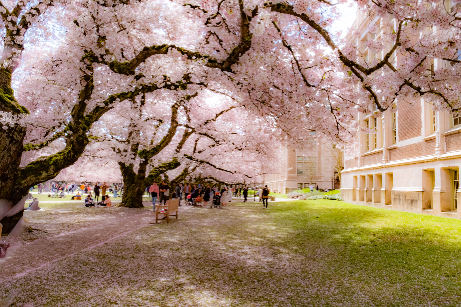 UW cherry blossoms