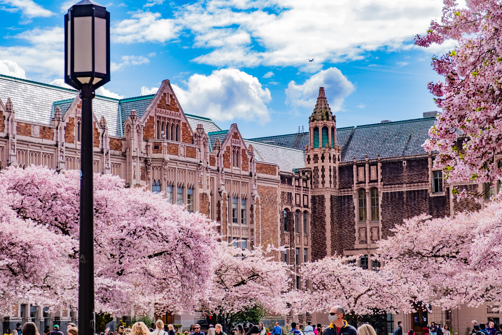 UW cherry blossoms