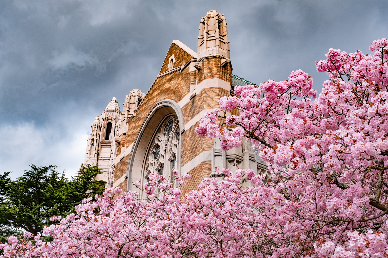 UW cherry blossoms