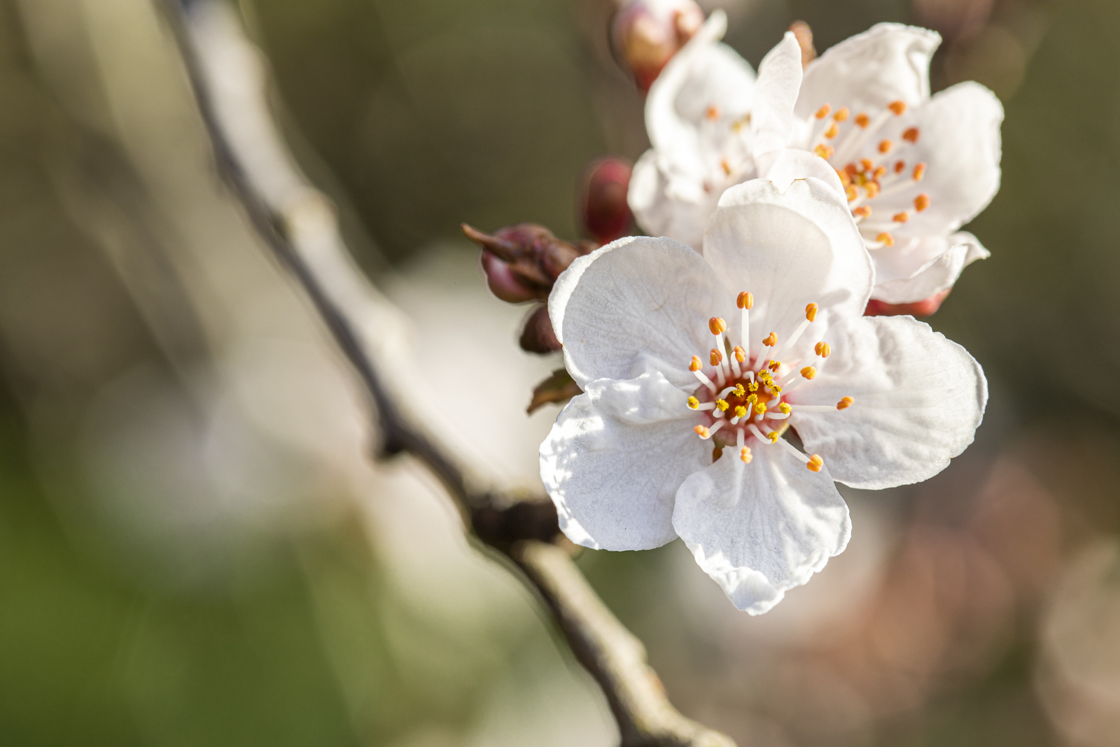 UW cherry blossoms