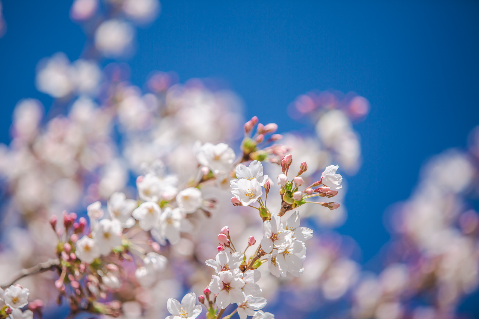 UW cherry blossoms