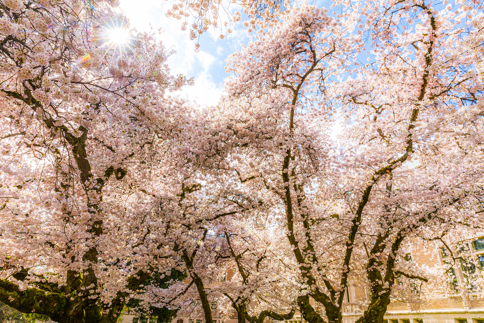 UW cherry blossoms