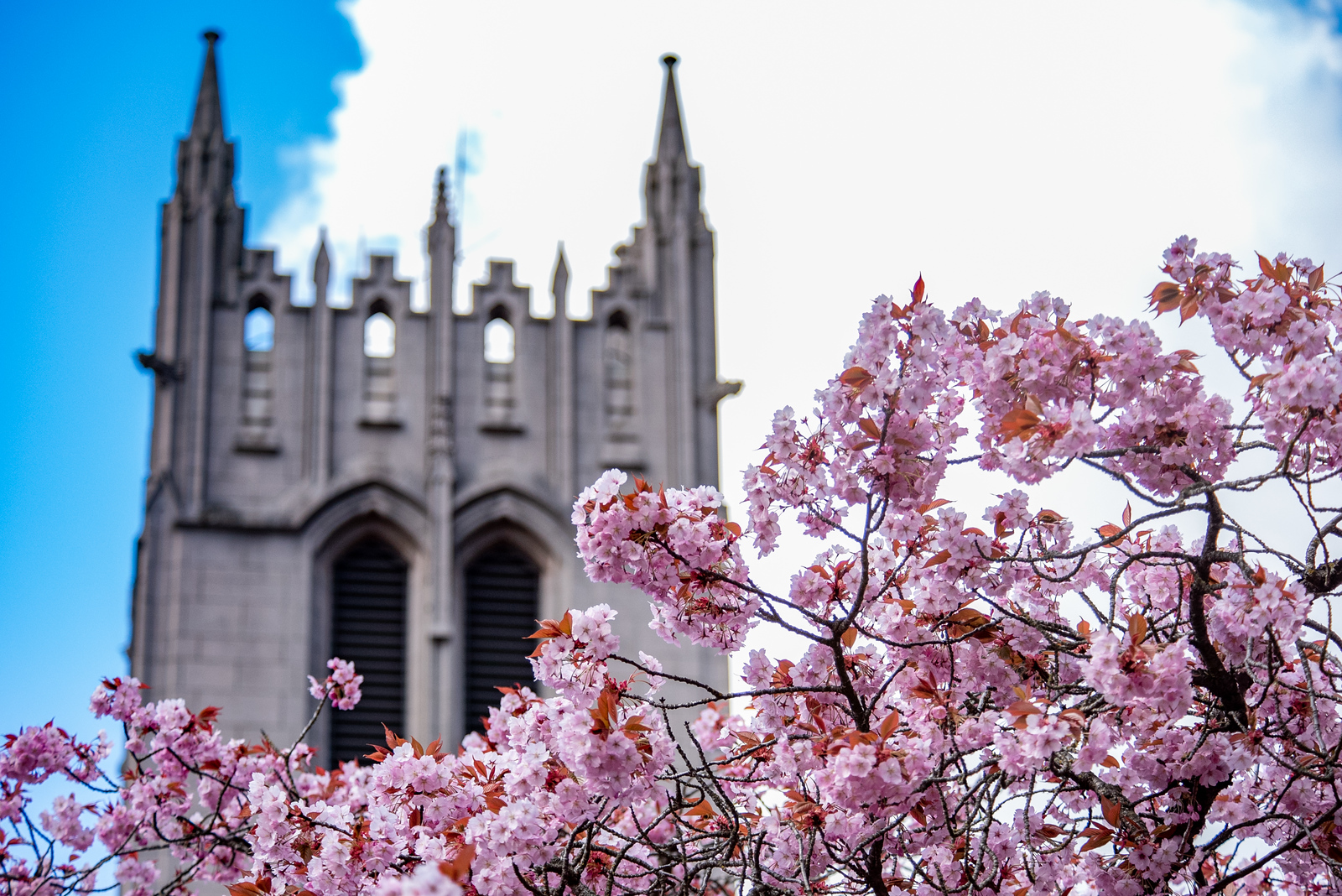 UW cherry blossoms
