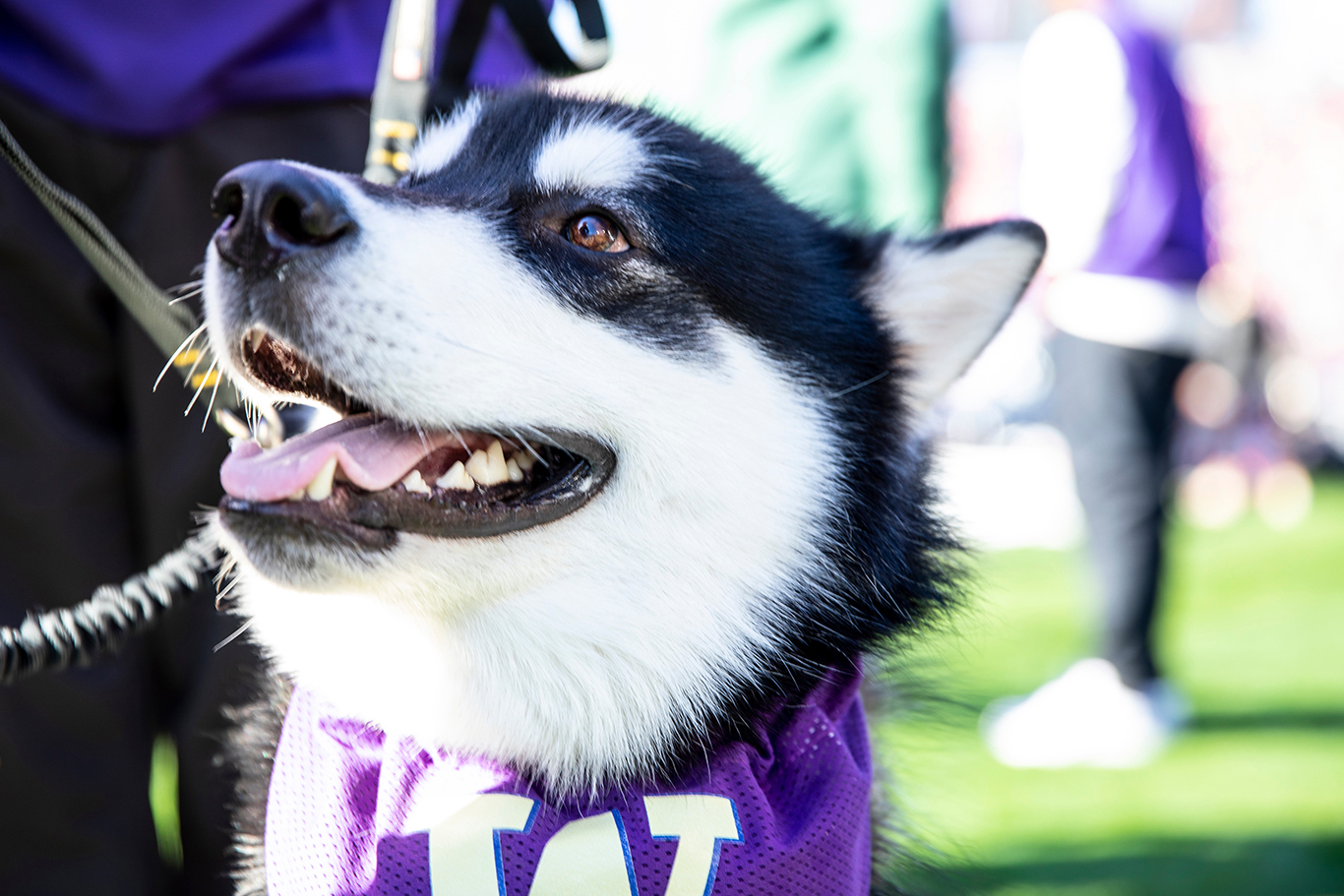 Good boy Dubs, a happy and fluffy malamute, has a purple W bandana around his neck and his mouth open in a smile