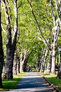 sidewalk with large tall trees lining its sides on a sunny day